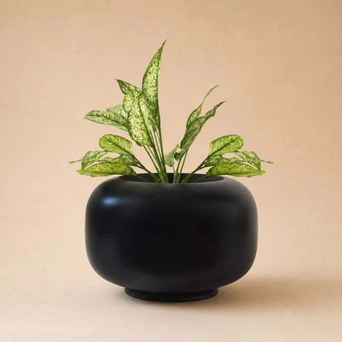 Dido Planter