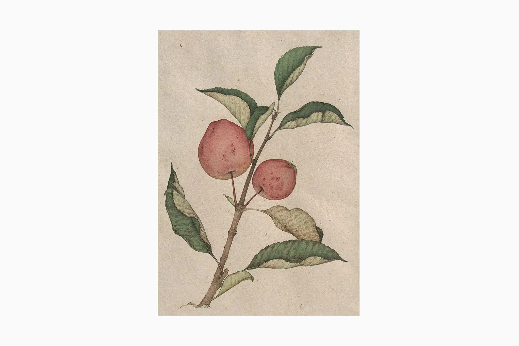 Apple| Mahaveer Swami | The House Of Things