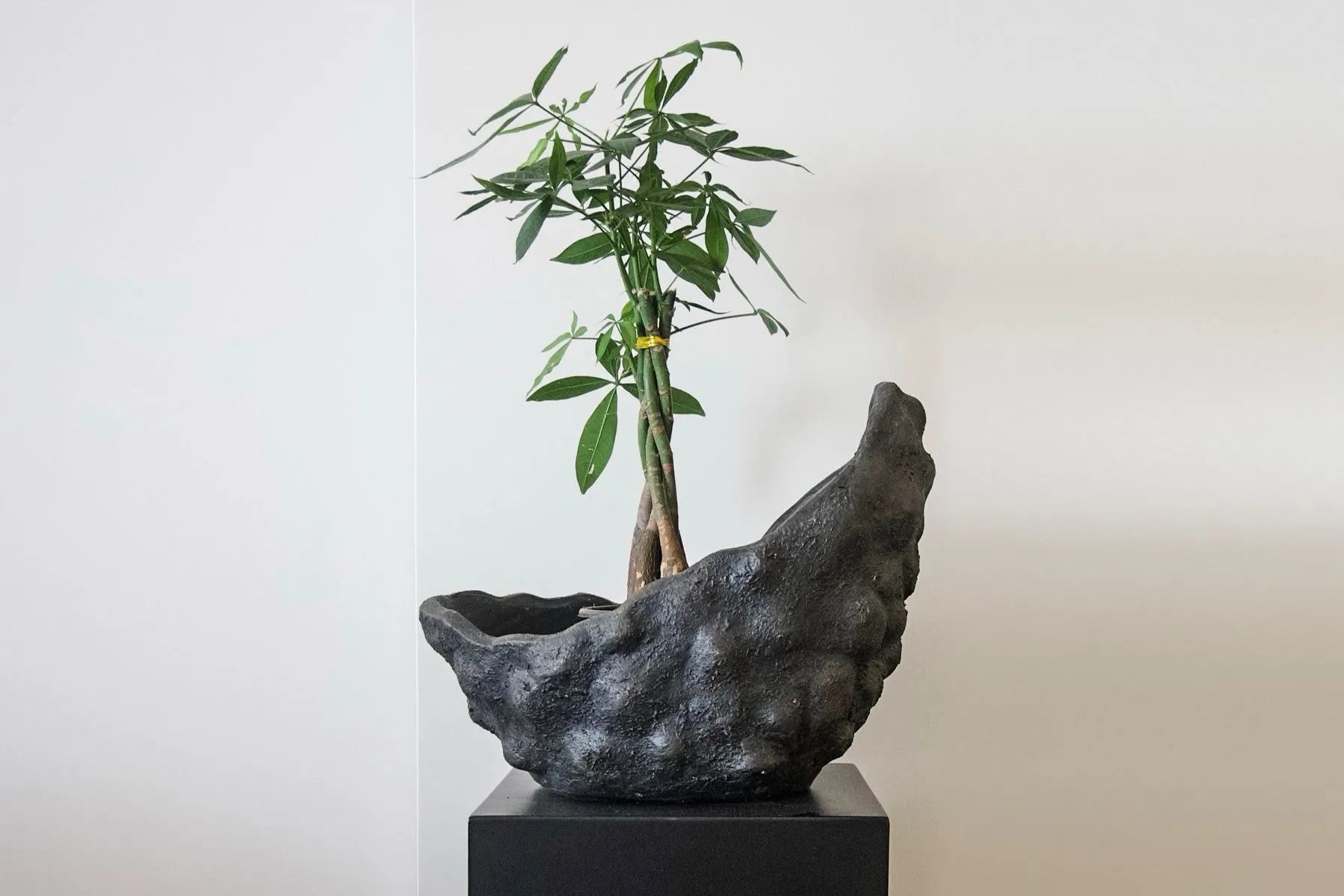 Decor Pot 30 | Deetee Home | The House Of Things